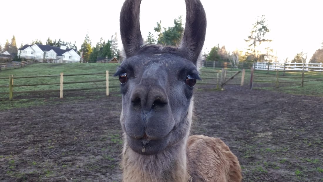 Sammamish Animal Sanctuary