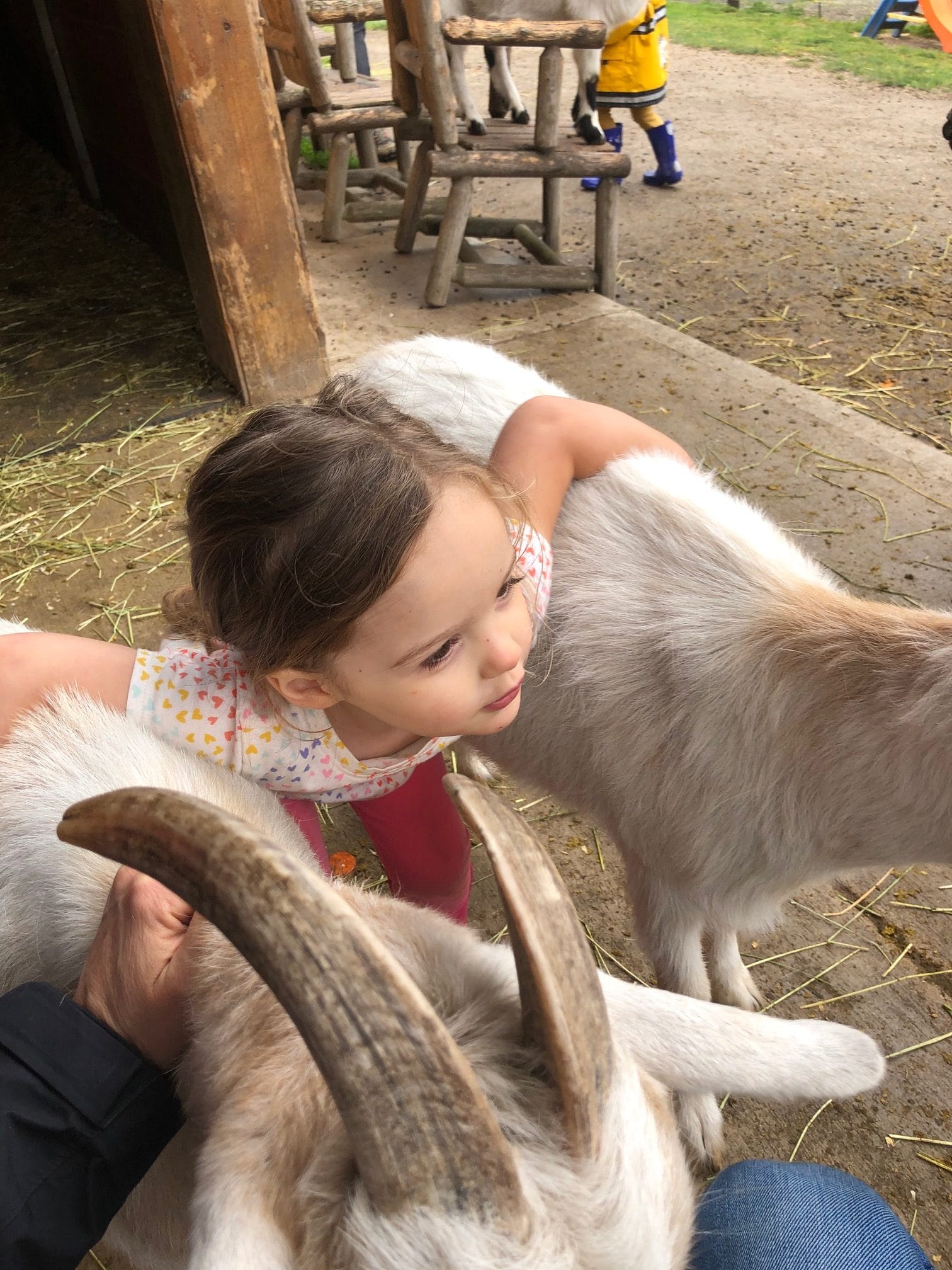 kids feeding animals